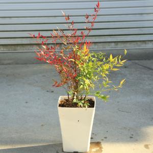 玄関前定番の樹 庭樹盆栽:紅白南天(鉢植え)*...の詳細画像1