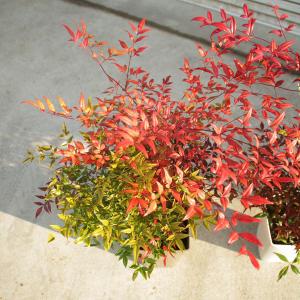 玄関前定番の樹 庭樹盆栽:紅白南天(鉢植え)*...の詳細画像2