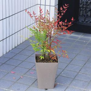 玄関前定番の樹 庭樹盆栽:紅白南天(鉢植え)*...の詳細画像3