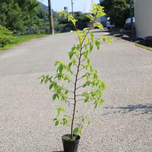 庭木苗：榎（えのき）（エノキ）｜y-bonsai