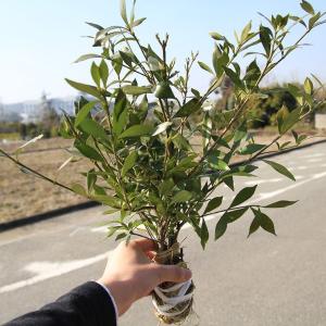 庭木：ヒメクチナシ/コクチナシ　姫梔子　一重咲き