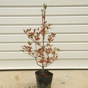ドウダンツツジ コニファー 針葉樹 の商品一覧 苗木 植木 花 ガーデニング 通販 Yahoo ショッピング