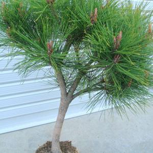 庭木 苗:多行松(たぎょうしょう)*(赤松)の詳細画像2