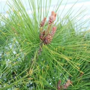 庭木 苗:多行松(たぎょうしょう)*(赤松)の詳細画像3