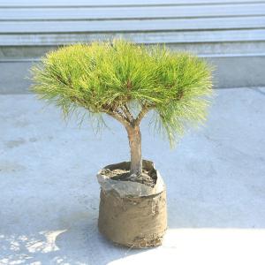 庭木 苗:多行松(たぎょうしょう)*(赤松)の詳細画像4