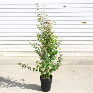 お手頃で新登場 　庭木：桂の木（カツラの木）　*寄せ植え