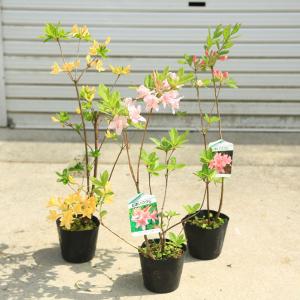 庭木：ソヨゴ/そよご（株立ち）（雌雄同株） : 遊恵盆栽 Yahoo!店