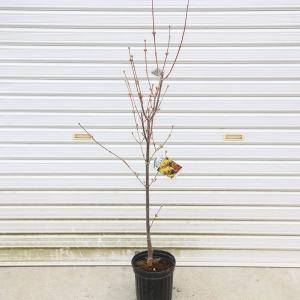 庭木：山茱萸（サンシュユ）*さんしゅゆ 根巻苗 限定10本限り