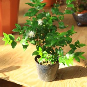 庭木：銀梅花（ギンバイカ）　ミルタス｜y-bonsai