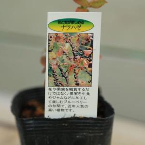 庭木苗:ナツハゼ*(なつはぜ)夏櫨 佐川急便発送の詳細画像1