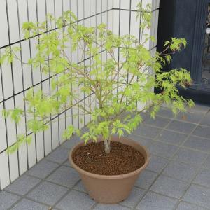 遊恵盆栽 Yahoo 店 玄関前にオススメ 植木 庭木 Yahoo ショッピング