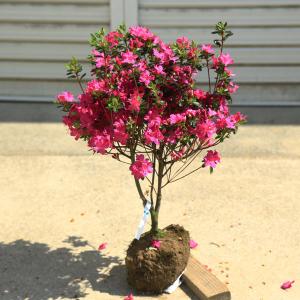 庭木：久留米つつじ/クルメツツジ （藤の香）*存在感のある紫花です。｜y-bonsai