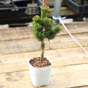 苗：五葉松(直）ごようまつ*