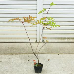 実も紅葉もすばらしい  庭木苗：ナナカマド（ななかまど）