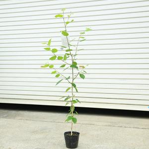 ジャクモンティー シラカバ 白樺 根巻苗またはPOT苗 樹高2.0m