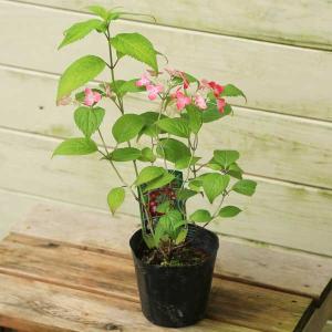 サマーセール！ 発根済み 現地株 アデニア ステイローサ レッドリーフ 現地球 塊根植物：アデニア ステイローサ レッドリーフ*塊幅2.5cm 現品 一品