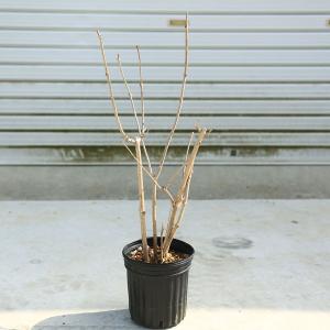 小品盆栽：世界のもみじ盆栽（紅葉）（モミジ）お気に入りの品種