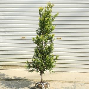 ヒバ コニファー 針葉樹 の商品一覧 苗木 植木 花 ガーデニング 通販 Yahoo ショッピング
