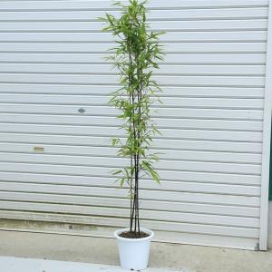 庭木：黒竹（くろちく）*　樹高：100ｃｍ　全高120ｃｍ　佐川急便
