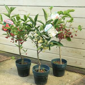 庭木：榊（サカキ）*さかき 樹高：約150cm 全高：約160cm 佐川急便