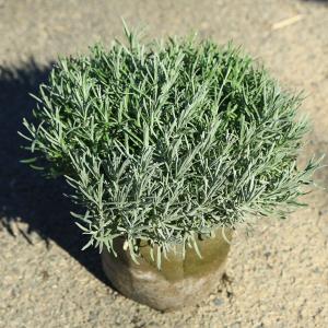 庭木 植木 ハーブ：ラベンダー*（らべんだー）（グロッソ）大株　佐川急便