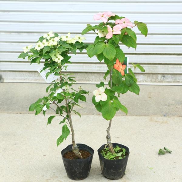 鉢植えでも可愛らしいお花が楽しめます 庭木：山法師（ヤマボウシ）*赤花or白花or源平　お選びくださ...