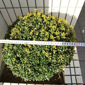 ご要望が多い大株 ついに登場 庭木:マメツゲo...の詳細画像1