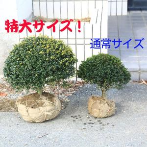 ご要望が多い大株 ついに登場 庭木:マメツゲo...の詳細画像2