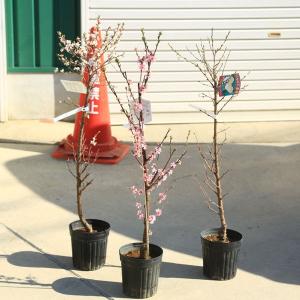 盆栽小鉢：青香(せいか)（長方鉢 12.2cm）* 資材 : 遊恵盆栽 Yahoo!店