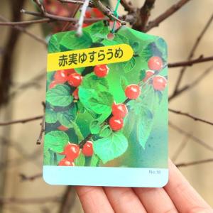 美しい花とたくさんの実を楽しめます。庭木:ゆす...の詳細画像1