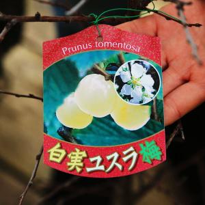 美しい花とたくさんの実を楽しめます。庭木:ゆす...の詳細画像3