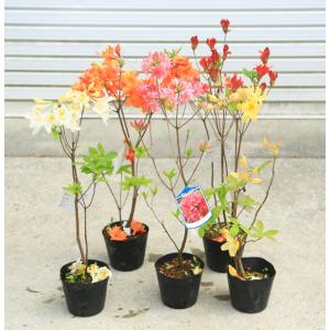 アザレアの商品一覧 通販 Yahoo ショッピング