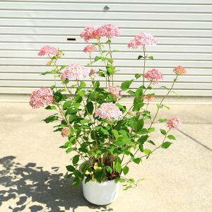 庭木：紅花八重サンザシ（さんざし）*メイフラワー : 遊恵盆栽 Yahoo