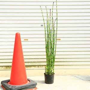 ジャンボトクサ（砥草） オオトクサ 5寸鉢植え 苗 : 日本花卉ガーデン