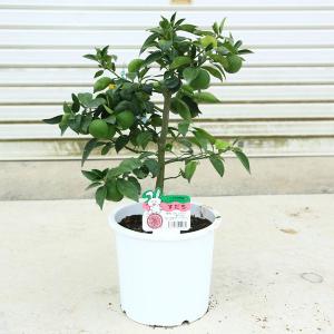 スダチ】 柑橘大苗 5年生接木苗 ※納期指定:発送予定2026年3月