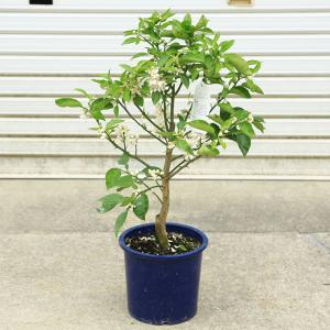 立派です♪庭木・果樹・植木:特良品!スダチ(す...の詳細画像1
