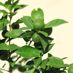 立派です♪庭木・果樹・植木:特良品!スダチ(す...の詳細画像2