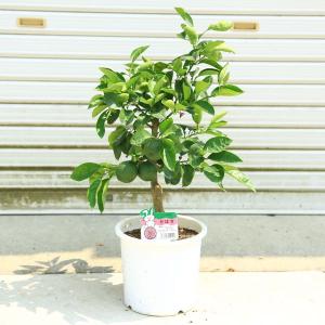 苗・植木・庭木:特良品!カボス(かぼす)/臭橙、...の商品画像
