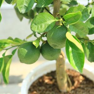 苗・植木・庭木:特良品!カボス(かぼす)/臭橙...の詳細画像1