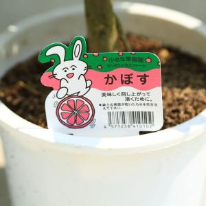 苗・植木・庭木:特良品!カボス(かぼす)/臭橙...の詳細画像2