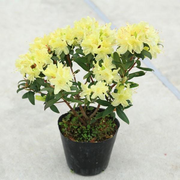 庭木・植木:日陰つつじ(伊勢)*イセヒカゲツツジ　いせひかげつつじ　大株！　佐川急便発送