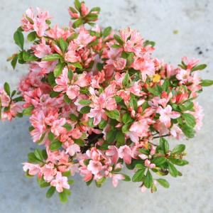 庭木：さつき（サツキ）皐月 （大盃）玉造り* 玉幅60cm 美しく刈り