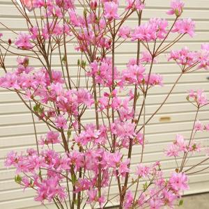 特撰庭木:ミツバツツジ*(三つ葉つつじ)ピンク...の詳細画像1