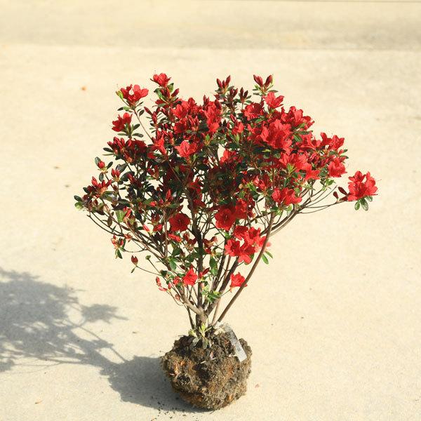 庭木：久留米つつじ/クルメツツジ 　火の国（ひのくに）*燃え上がるように鮮やかな赤花