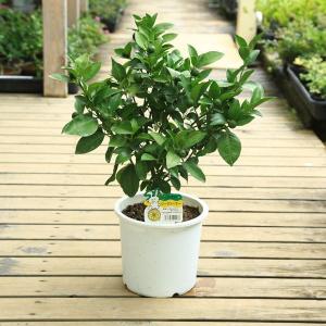 特選庭木 植木 観葉植物：オリーブ（シプレッシーノ）極太 SOUJU 創樹