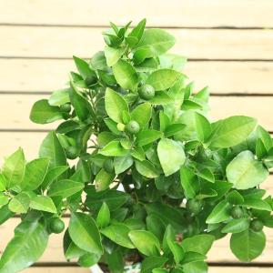 立派です♪ミカン科の常緑樹柑橘類庭木・果樹・植...の詳細画像1