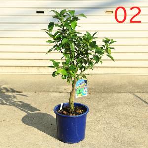 立派です♪ミカン科の常緑樹柑橘類庭木・果樹・植...の詳細画像3