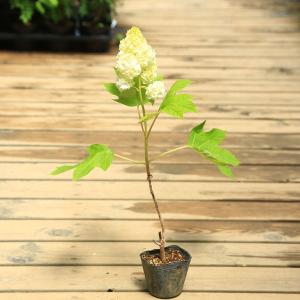 庭木苗 植木 カシワバアジサイ 紫陽花 ハーモニー かしわばあじさい まるでソフトクリーム ウィルマート
