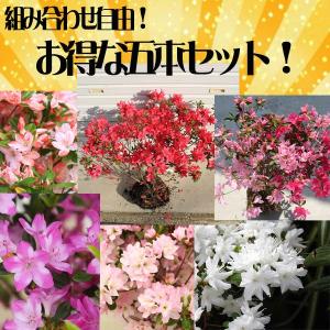 特選庭木 観葉植物：オリーブ（ミッション）極太 SOUJU 創樹*安心の9号