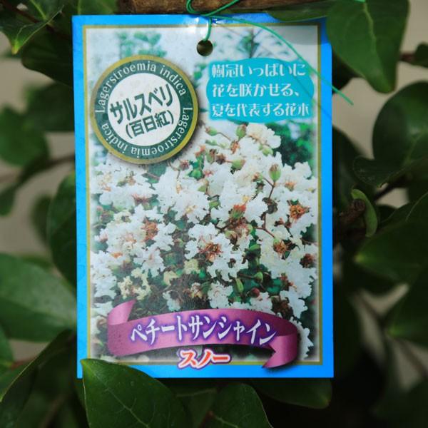 庭木：矮性サルスベリ　ペチートサンシャイン（スノー）*白花